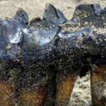 Woman Walking On Cali Beach Finds Ancient Mastodon Tooth