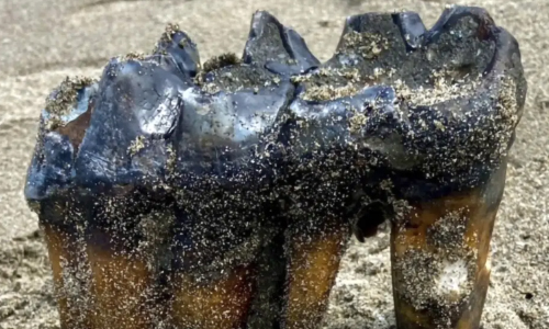 Woman Walking On Cali Beach Finds Ancient Mastodon Tooth