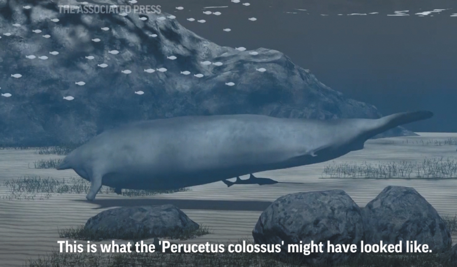 The Heaviest Animal Ever May Be This Ancient Whale Found In The Peruvian Desert