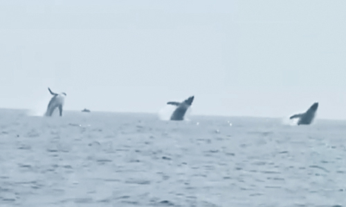 ‘Whale Ballet’ Video Shows 3 Humpbacks Jump In Unison