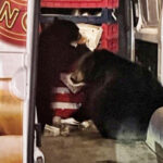 Bears Raid A Krispy Kreme Doughnut Van Making Deliveries