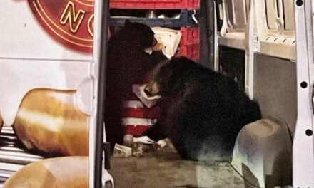 Bears Raid A Krispy Kreme Doughnut Van Making Deliveries