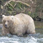 Grazer Easily Wins Popular Fat Bear Contest In Alaska