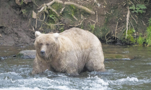 Grazer Easily Wins Popular Fat Bear Contest In Alaska