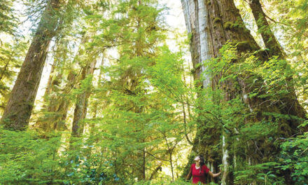 Government Moves To Protect Old Growth Forests As Climate Change Brings Fire, Pests
