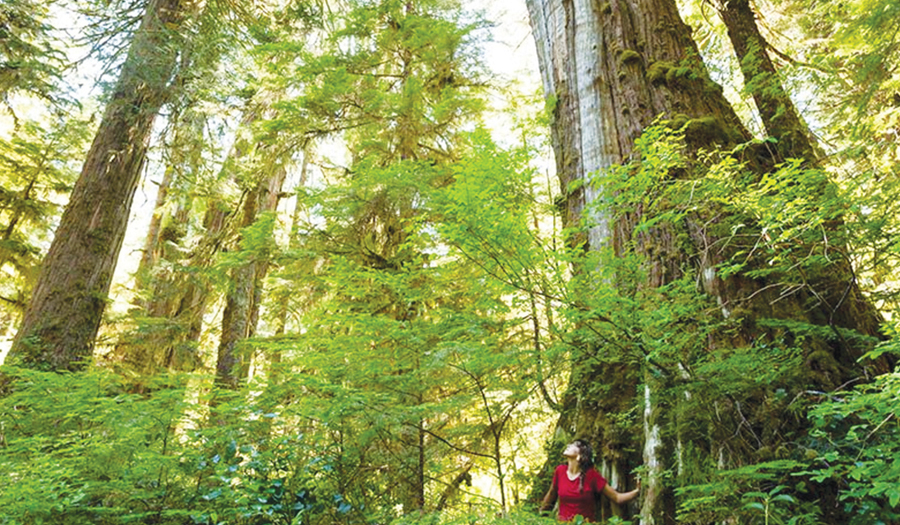 Government Moves To Protect Old Growth Forests As Climate Change Brings Fire, Pests