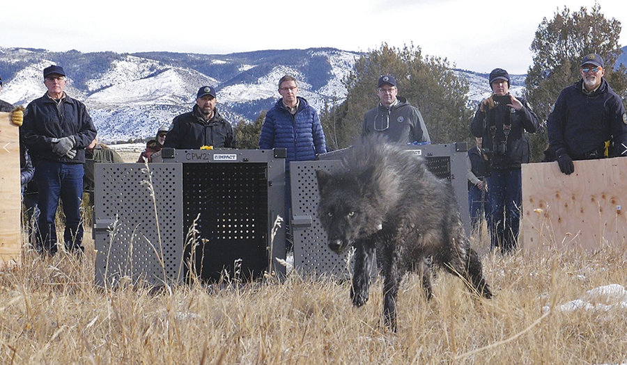 Colorado Releases First 5 Wolves In Reintroduction Plan  To Chagrin Of Ranchers
