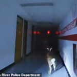 Deer Broke Into School, Escape Caught On Police Bodycams