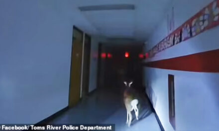 Deer Broke Into School, Escape Caught On Police Bodycams