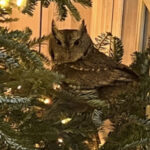 Family Gets Early Gift: An Owl In Their Christmas Tree
