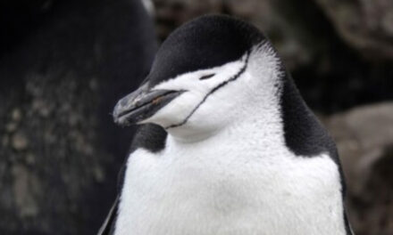 Penguin Parents Sleep For Just A Few  Seconds At A Time To Guard Newborns