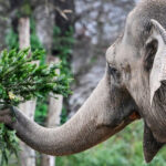 Unsold Christmas Trees Are On The Menu For Elephants