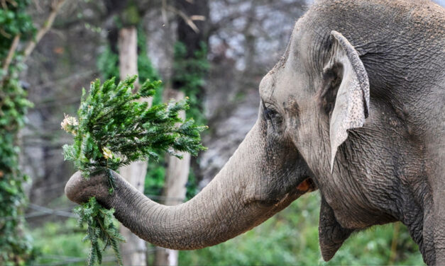 Unsold Christmas Trees Are On The Menu For Elephants