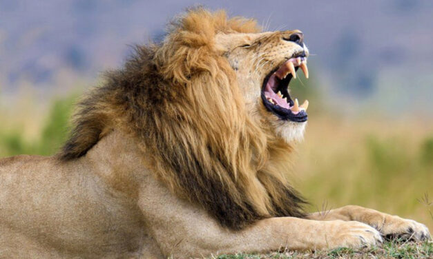 Man Attacked By Lion While  Riding A Motorcycle
