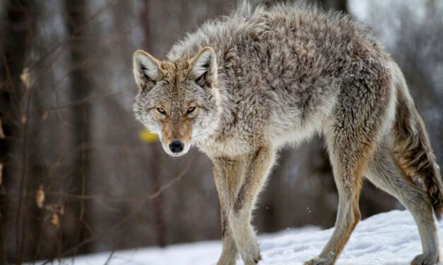 Hiker Kills Coyote With His Bare Hands After Attack