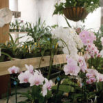 Ironwood Estate Orchids Annual Open House & Sale Feb. 3 – 14
