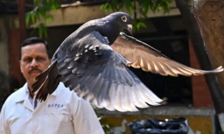 Indian Police Clear Suspected Chinese Spy Pigeon
