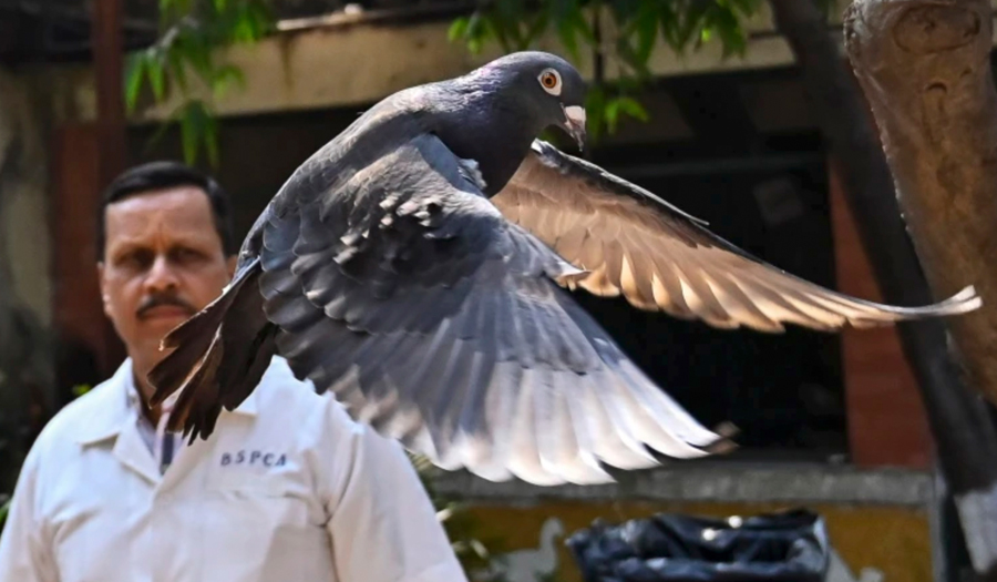 Indian Police Clear Suspected Chinese Spy Pigeon