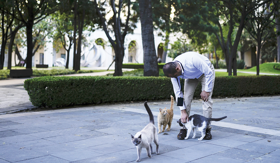 Mexico Gives 19 Cats Roaming The Presidential Palace Food And Care Fur-Ever