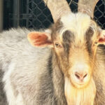 Mountain Goat Stuck Under KC Bridge Survives Rocky Rescue