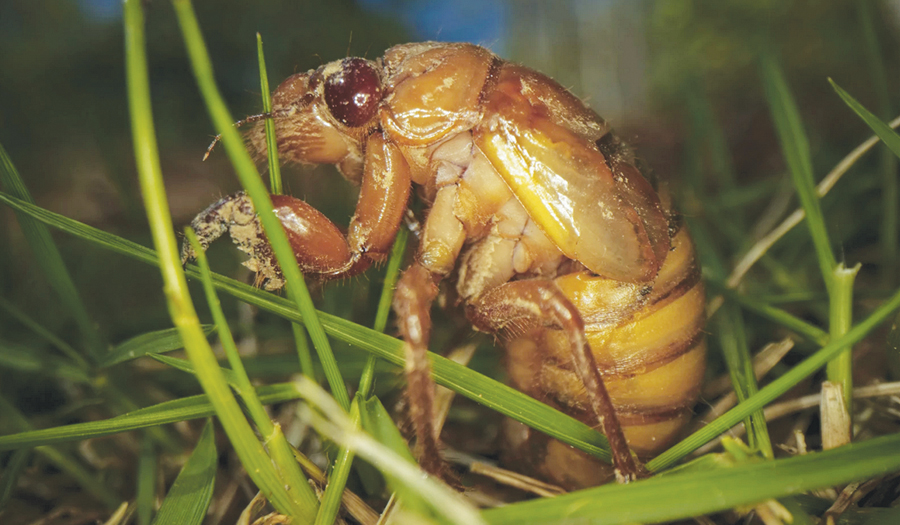 Cicadas Are Nature’s Weirdos. They Pee Stronger Than Us And An STD Can Turn Them Into Zombies