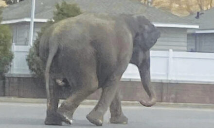 A Vehicle Backfiring Startled A Circus Elephant Into A Montana Street