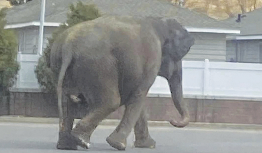 A Vehicle Backfiring Startled A Circus Elephant Into A Montana Street