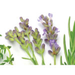 Register For Wild Herbs & Foraging Workshop, Saturday, June 15