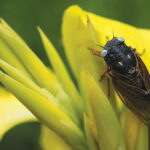 Rare Blue-Eyed Cicada Spotted During 2024 Emergence At Suburban Chicago Arboretum