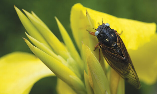 Rare Blue-Eyed Cicada Spotted During 2024 Emergence At Suburban Chicago Arboretum