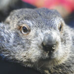 Punxsutawney Phil’s Babies Are Named Shadow And Sunny. Just Don’t Call Them The Heirs Apparent