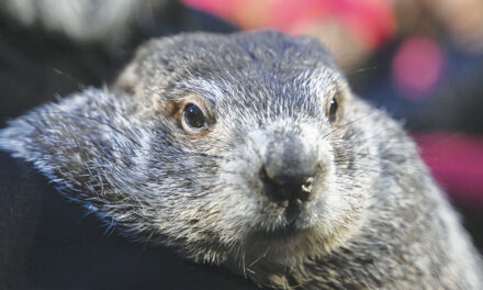 Punxsutawney Phil’s Babies Are Named Shadow And Sunny. Just Don’t Call Them The Heirs Apparent