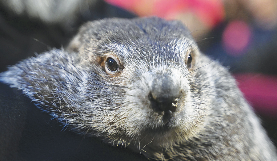 Punxsutawney Phil’s Babies Are Named Shadow And Sunny. Just Don’t Call Them The Heirs Apparent
