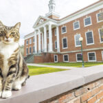 Max The Cat Is Now A ‘Doctor Of Litter-Ature’ From Vermont State University