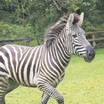 Zebras Get Loose Near Highway Exit, Gallop Into Community
