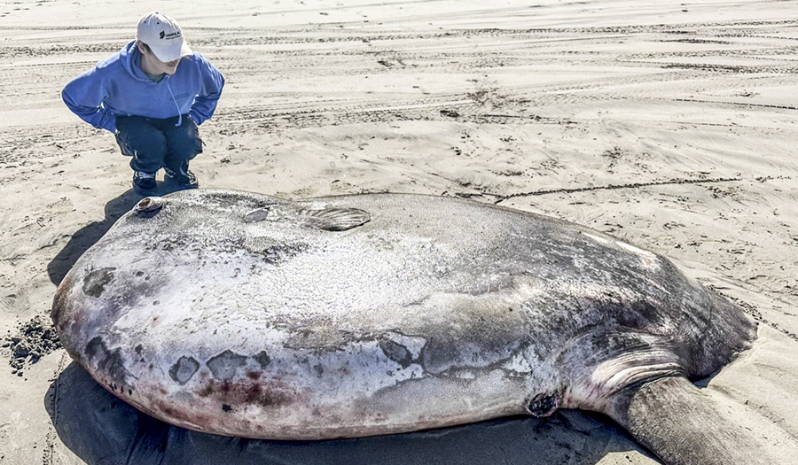 Rare 7-Foot Fish Washed Ashore On Oregon’s Coast Coast Garners Worldwide Attention