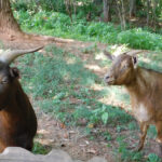 Goats In The Shade