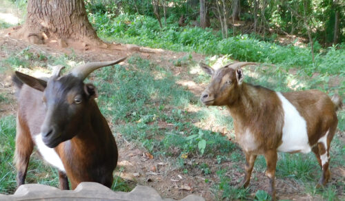 Goats In The Shade