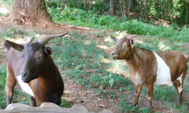 Goats In The Shade