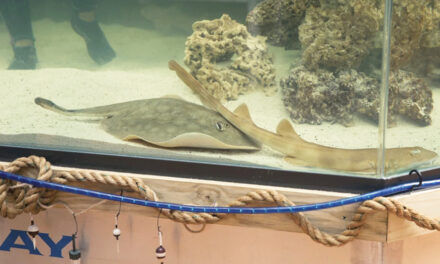 A Pregnant Stingray With No Male Companion Now Has A ‘Reproductive Disease’