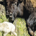 What Could Make A Baby  Bison White?