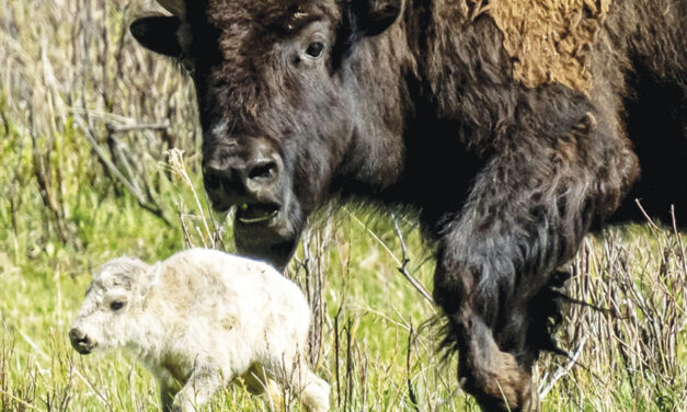 What Could Make A Baby  Bison White?