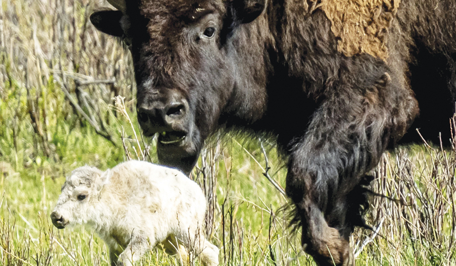 What Could Make A Baby  Bison White?