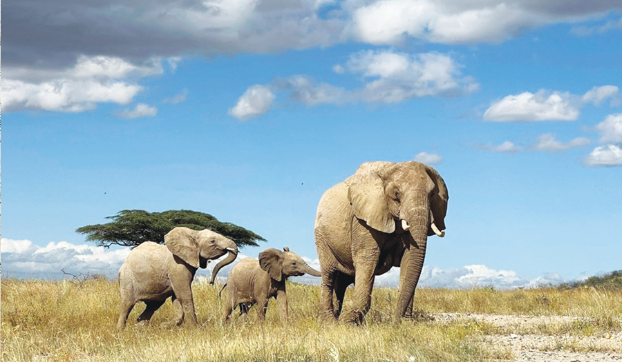 African Elephants Call Each Other By Unique Names, New Study Shows