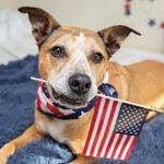 How To Protect Your Pets  This 4th Of July