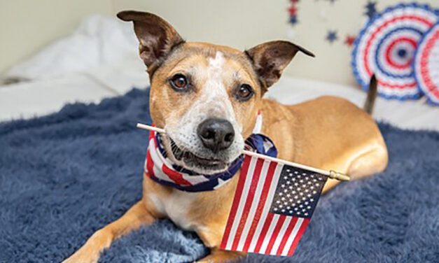 How To Protect Your Pets  This 4th Of July