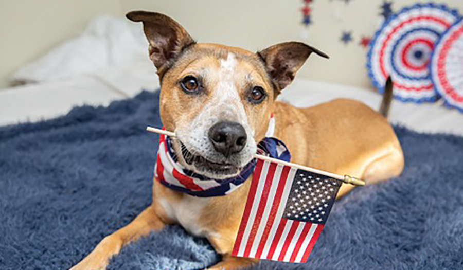 How To Protect Your Pets  This 4th Of July