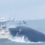 Whale Surfaces, Capsizes Fishing Boat Off New Hampshire Coast