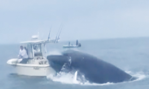 Whale Surfaces, Capsizes Fishing Boat Off New Hampshire Coast