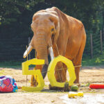 NC Zoo Celebrates 50 Wild Years With C’sar The Elephant